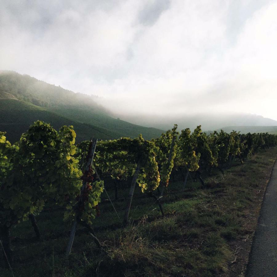 Weingut Gaestehaus Weigand Iphofen Εξωτερικό φωτογραφία
