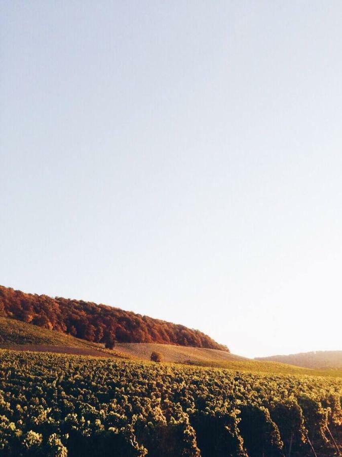 Weingut Gaestehaus Weigand Iphofen Εξωτερικό φωτογραφία