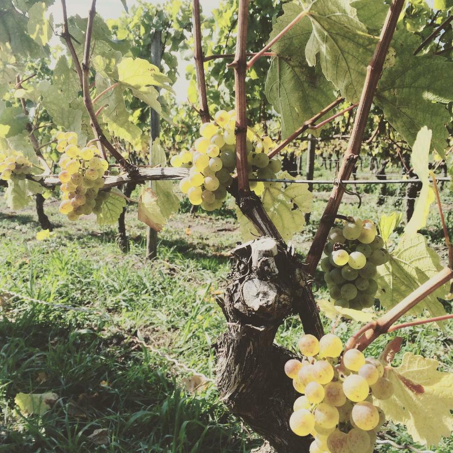 Weingut Gaestehaus Weigand Iphofen Εξωτερικό φωτογραφία